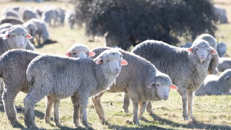 Masovna otpuštanja na pomolu, a stigli novi „radnici“ – 100 ovaca dobilo posao Masovna otpuštanja na pomolu, a stigli novi „radnici“ – 100 ovaca dobilo posao