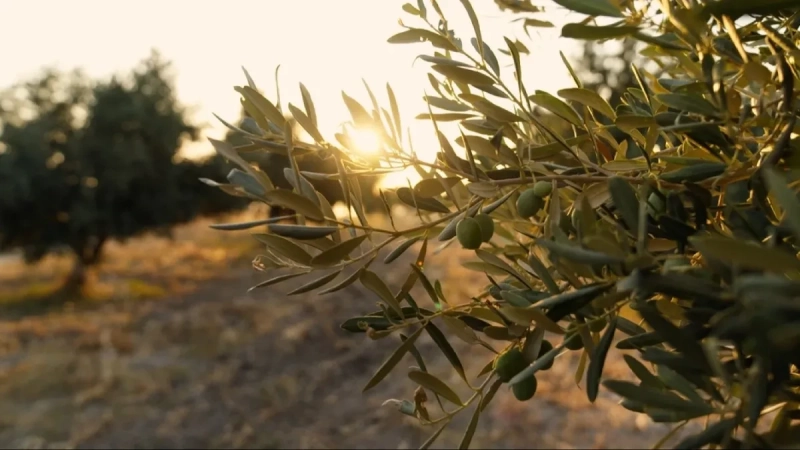 Mediteranu stigla konkurencija – zemlja kiše i magle uzgaja masline Mediteranu stigla konkurencija – zemlja kiše i magle uzgaja masline