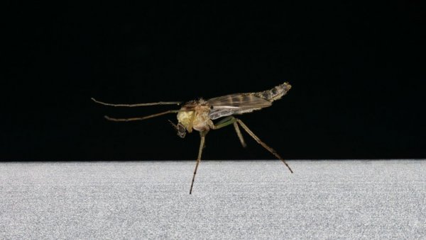 ALARM ZBOG KOMARACA U HRVATSKOJ: Virus Zapadnog Nila oborio desetoro, šestoro završilo u bolnici ALARM ZBOG KOMARACA U HRVATSKOJ: Virus Zapadnog Nila oborio desetoro, šestoro završilo u bolnici