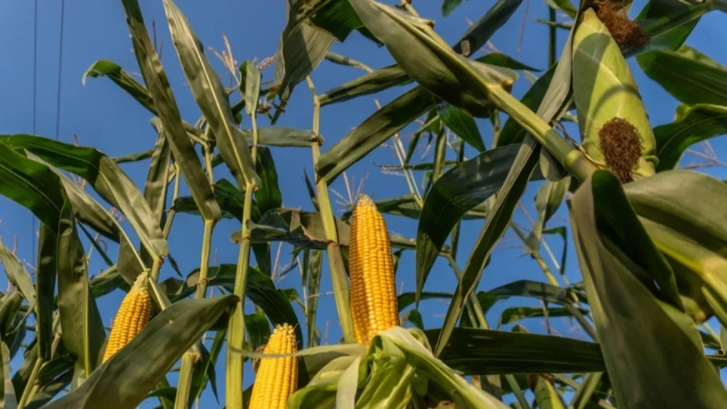 Evropi hitno treba kukuruz, Ukrajina ga ima, ali će milijarde zaraditi američki farmeri Evropi hitno treba kukuruz, Ukrajina ga ima, ali će milijarde zaraditi američki farmeri