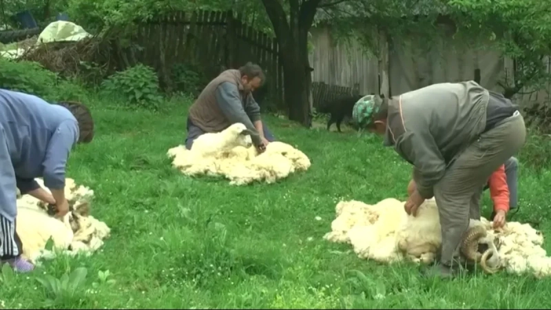 Šišanje ovce košta 450 dinara, a kilogram vune samo 35: Nekada je bila zlata vredna, danas je mnogi bacaju Šišanje ovce košta 450 dinara, a kilogram vune samo 35: Nekada je bila zlata vredna, danas je mnogi bacaju