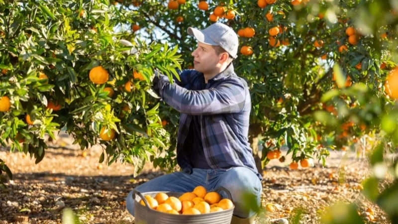 Manje roda, veća cena i milion evra za spas mandarina – hrvatski proizvođači zabrinuti Manje roda, veća cena i milion evra za spas mandarina – hrvatski proizvođači zabrinuti