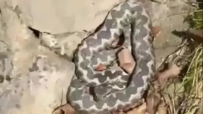Najotrovnija zmija mu došla na kućni prag: Jeziv snimak iz okoline Prijedora prestrašio region (VIDEO) Najotrovnija zmija mu došla na kućni prag: Jeziv snimak iz okoline Prijedora prestrašio region (VIDEO)