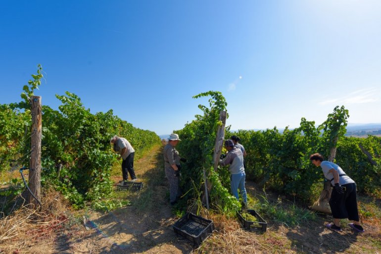 OD ČOKOTA, IZ LJUBAVI, ZA GENERACIJE: Sigurnost od vinograda do boce