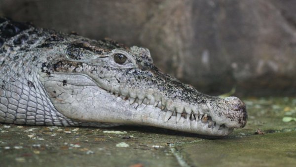Tragedija na Floridi: Aligator dug 3,7 metara usmrtio 71-godišnjeg muškarca dok je pecao Tragedija na Floridi: Aligator dug 3,7 metara usmrtio 71-godišnjeg muškarca dok je pecao